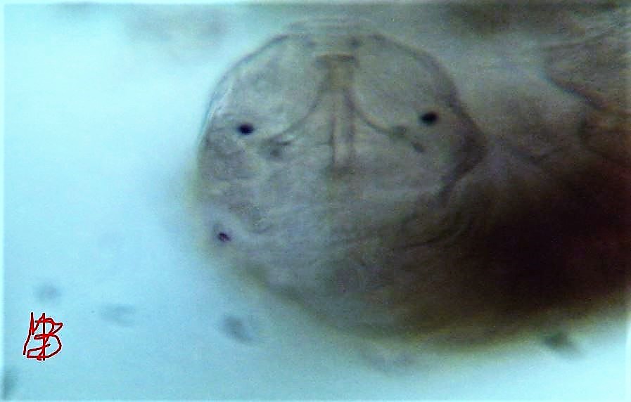 il dolcissimo musetto di un Tardigrado